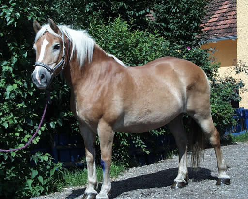 http://www.peters-ponyhof.de/galerie/Pferde/slides/pferde37.jpg